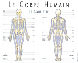 Le Corps Humain Le Squelette Poster Plastifie Aedis