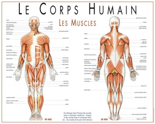 Le Corps Humain Les Muscles Poster Plastifie Aedis