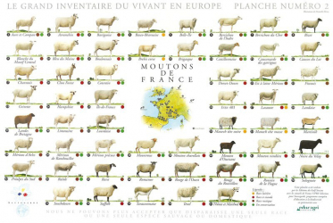 Affiche Moutons de France