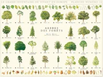 Vous recherchez les meilleures ventes rn Végétaux - Jardins, Affiche Arbres de la forêt