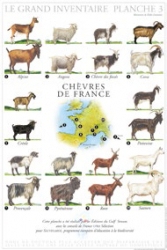 Affiche Chèvres de France