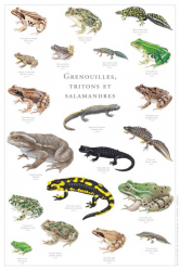 Affiche Grenouilles, tritons et salamandres