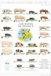 Affiche Cochons de France