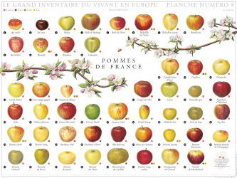 Affiche Pommes de France