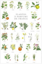 Affiche Plantes à parfums  de France