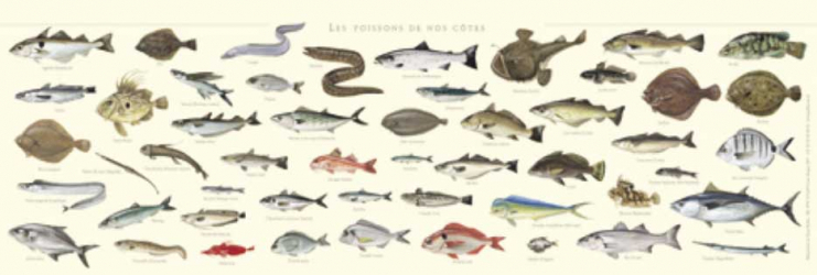 Affiche Les poissons de nos côtes