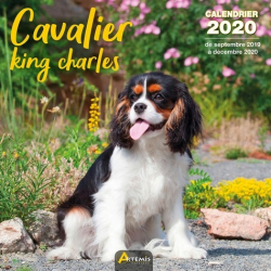 Calendrier Cavalier king charles 2020