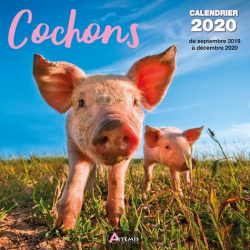 Calendrier Cochons 2020