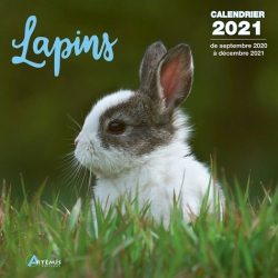 Calendrier Lapins