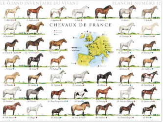 Vous recherchez les meilleures ventes rn Équitation, Chevaux de France