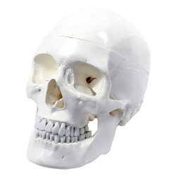 Crâne humain 3 pièces