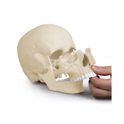 Crâne articulé erler zimmer blanc 22 pièces - Version anatomique