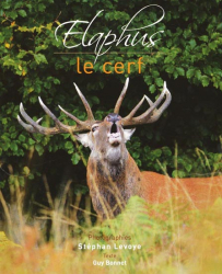Elaphus Le cerf