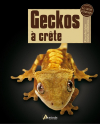 Geckos à crête
