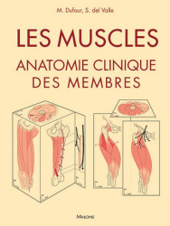 Les muscles : anatomie clinique des membres