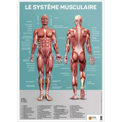 Vous recherchez les meilleures ventes rn Sciences fondamentales, Le système musculaire humain (Poster)
