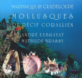 Mollusques du récif corallien