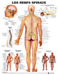 Planche des nerfs spinaux