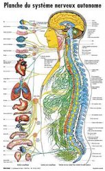 Planche du système nerveux autonome
