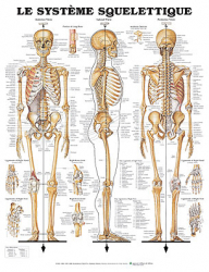 Vous recherchez les meilleures ventes rn Médecines douces-alternatives, Planche du système squelettique