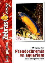 Pseudochromis en aquarium