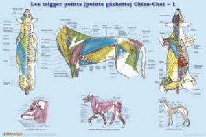 Trigger points (points gâchettes) : Chien-Chat