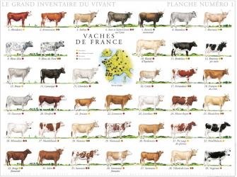 Vous recherchez les meilleures ventes rn Agriculture, Vaches de France