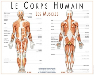 Le Corps Humain Les Muscles Poster Plastifie Livre Unitheque Com